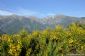 Foto impressie | Cursus Fotografie - Wandelen: brem_tegen_de_canigou.jpg