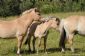 Foto impressie | Cursus Fotografie - Wandelen: paarden2.jpg