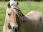 Foto impressie | Cursus Fotografie - Wandelen: paarden3.jpg